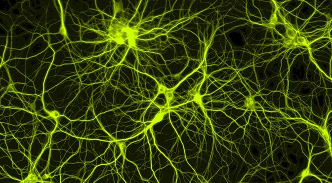 Immagine fluorescente di neuroni che formano una rete ramificata